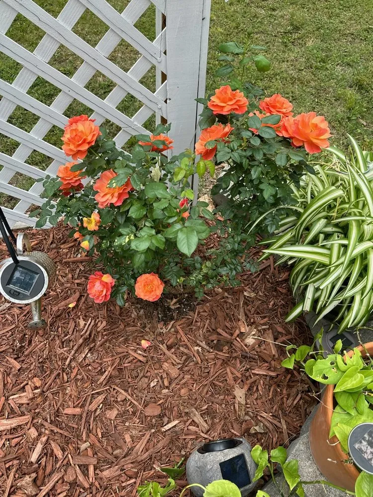 Custom yard maintenance near you in Harrison, AR by Thomas' Honey Do