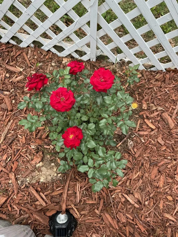 Trusted landscape design for year-round maintenance across Harrison, AR - Thomas' Honey Do