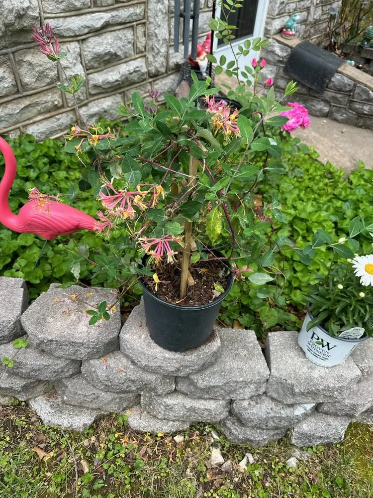 Expert garden landscaping for outdoor upgrades across Harrison, AR - Thomas' Honey Do