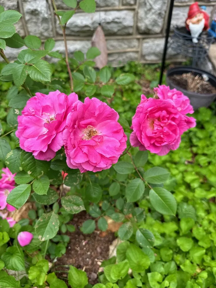 Professional residential landscaping for outdoor upgrades across Harrison, AR - Thomas' Honey Do