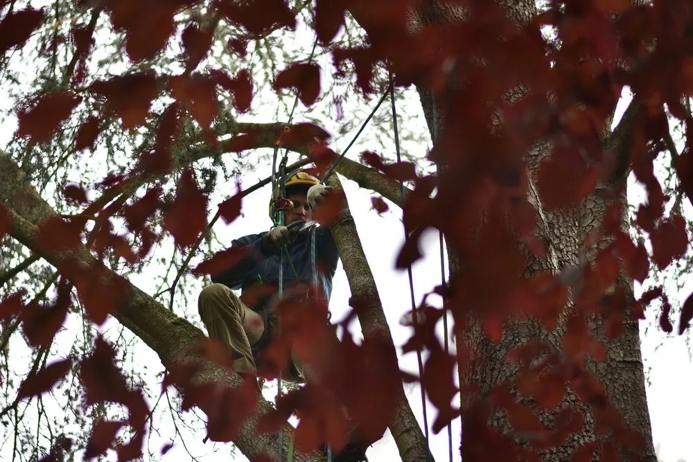 Top-rated lawn care service in North Bend, WA - Thomas J Tree & Garden Care