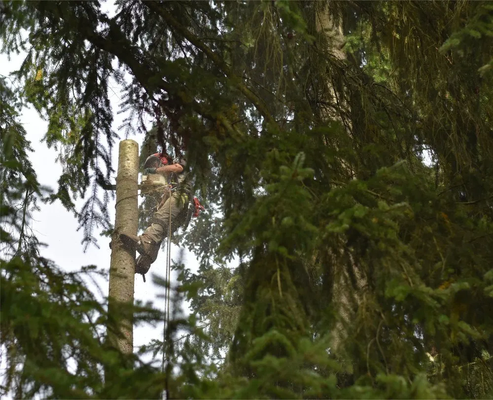 Local lawn care service experts serving North Bend, WA - Thomas J Tree & Garden Care