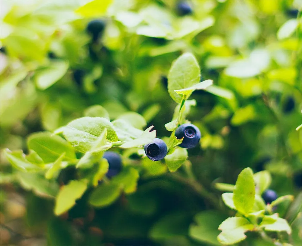 Local lawn mowing service for year-round maintenance across North Bend, WA - Thomas J Tree & Garden Care