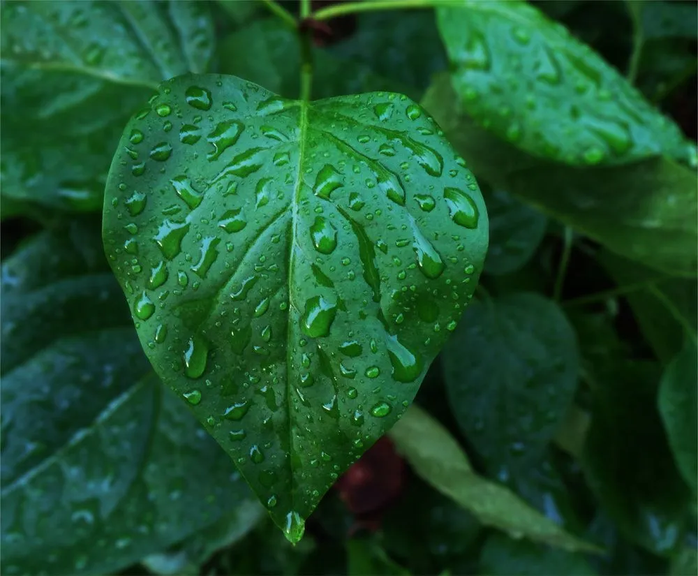 Reliable landscape installation experts serving North Bend, WA - Thomas J Tree & Garden Care