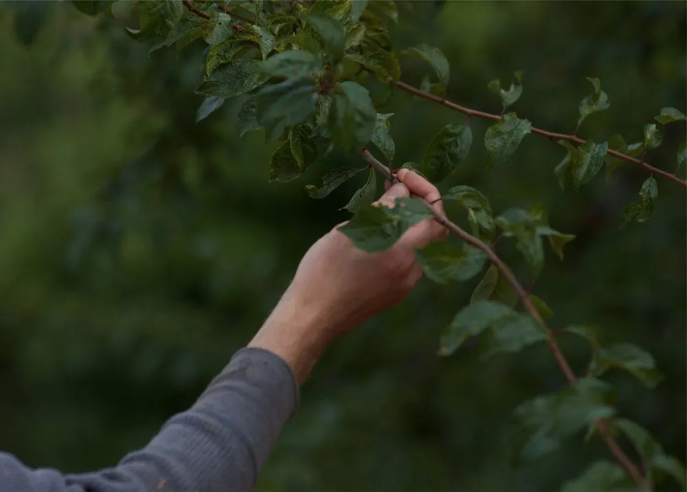 Reliable yard maintenance experts serving North Bend, WA - Thomas J Tree & Garden Care