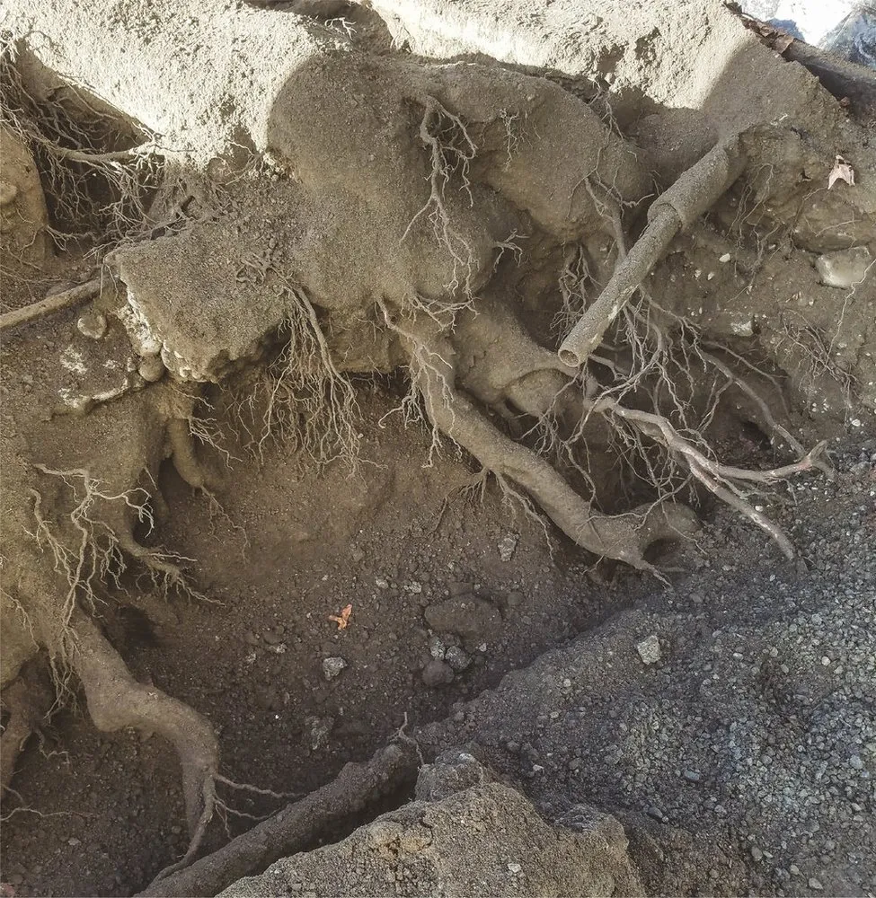 Local yard cleanup service for outdoor upgrades in North Bend, WA by Thomas J Tree & Garden Care