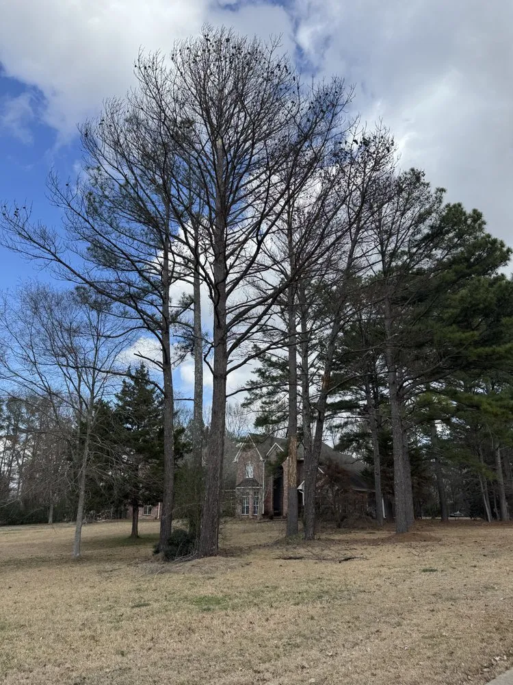 Affordable residential landscaping experts serving Brandon, MS - Thomas Land Management Services