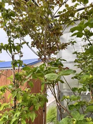 Thomas Landscape & Design