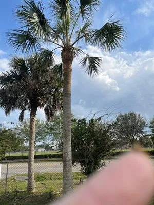 Thomas Landscape Services Logo