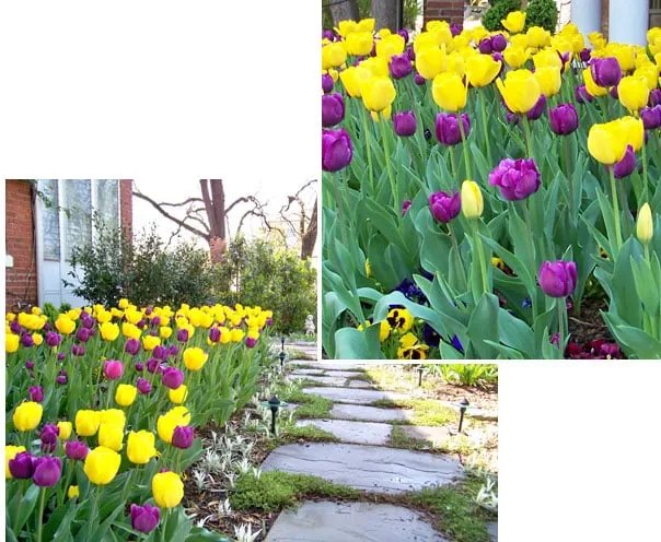 Top-rated garden landscaping in Washington DC, DC by Thomas Landscapes