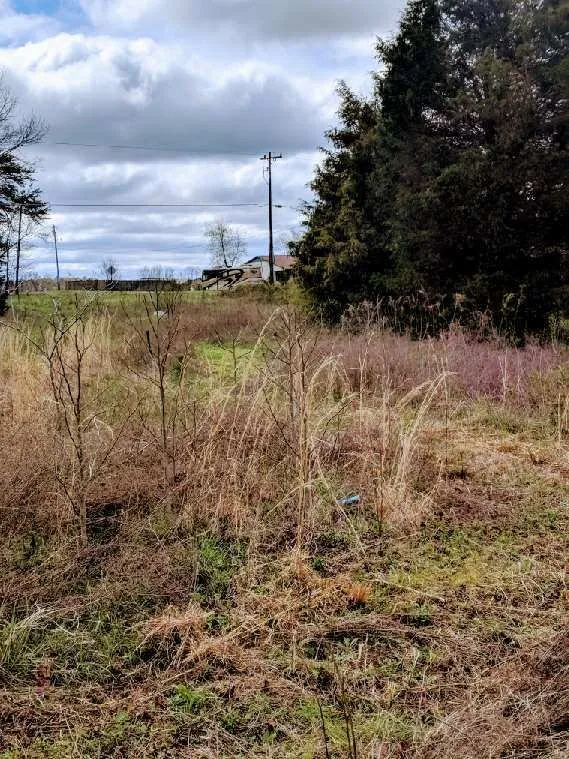 Professional yard cleanup service in Bessemer City, NC - Thomas Lawn & Landscaping