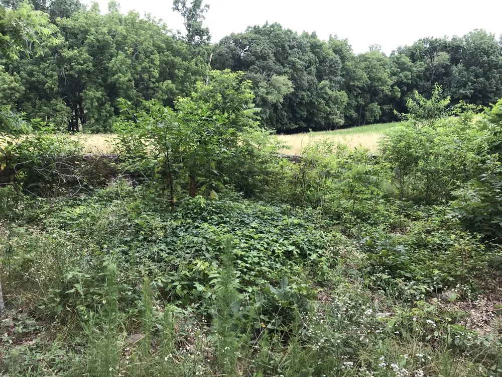 Local landscape design in Bessemer City, NC - Thomas Lawn & Landscaping