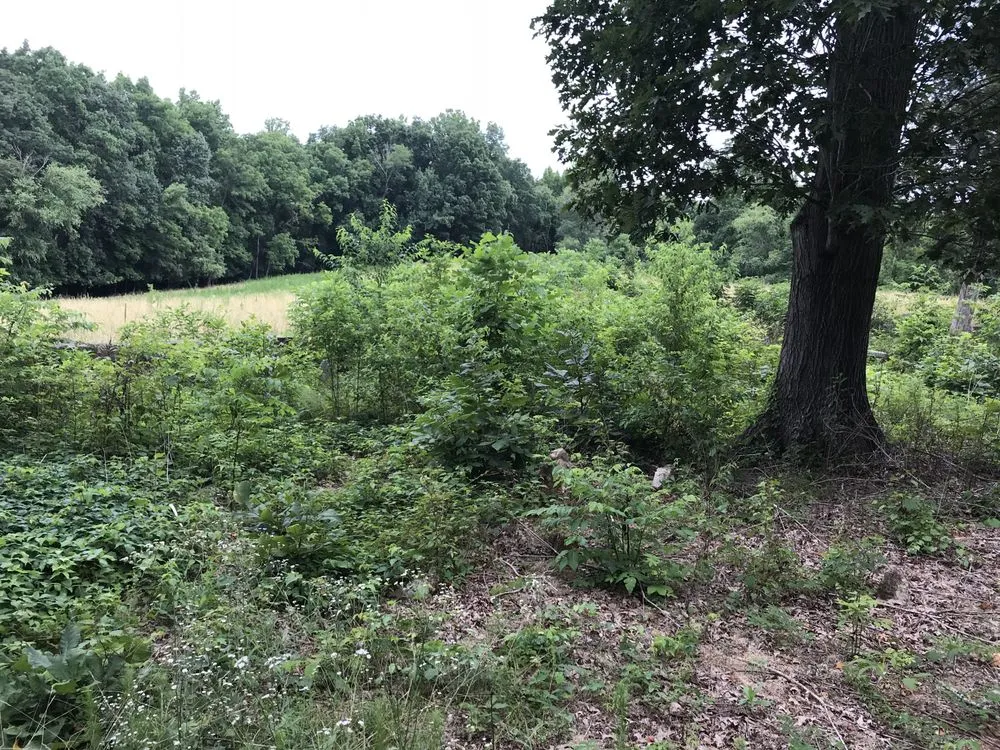 Local yard cleanup service experts serving Bessemer City, NC - Thomas Lawn & Landscaping