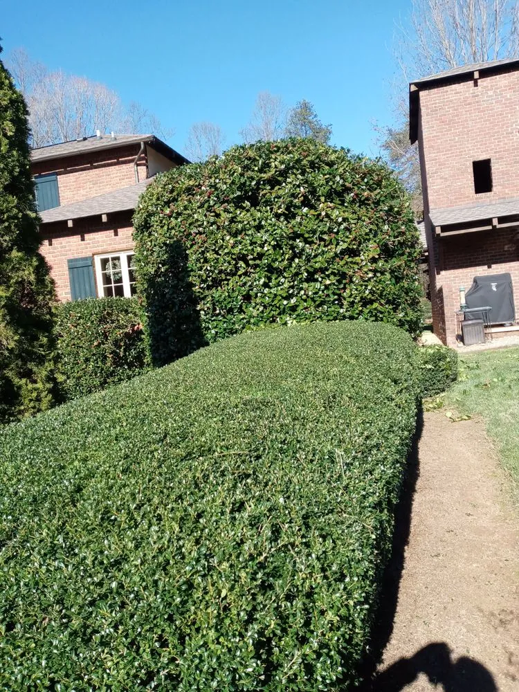 Affordable landscaping services near you in Rural Hall, NC by Thomas Lawncare and More