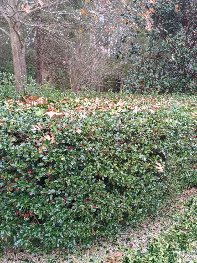 Expert landscape installation for year-round maintenance across Rural Hall, NC - Thomas Lawncare and More