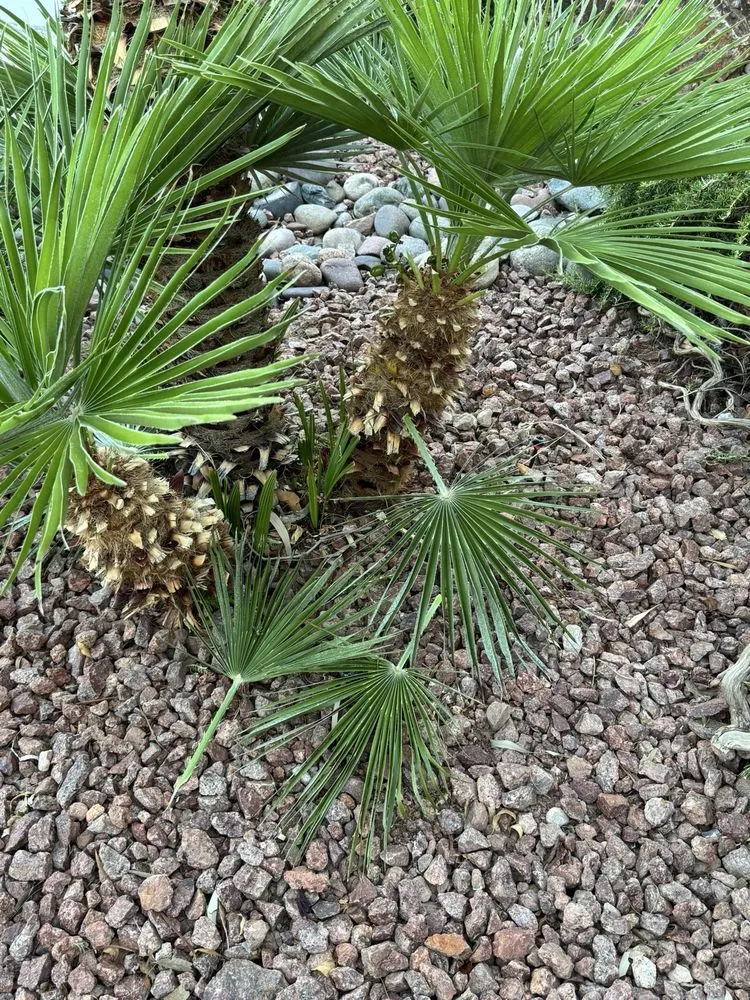 Expert landscape installation in Las Vegas, NV by Thomas Tree care