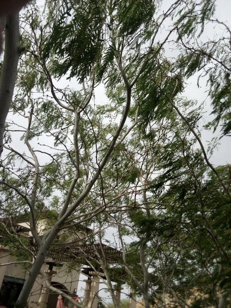 Affordable landscape design for beautiful yards in Las Vegas, NV by Thomas Tree care