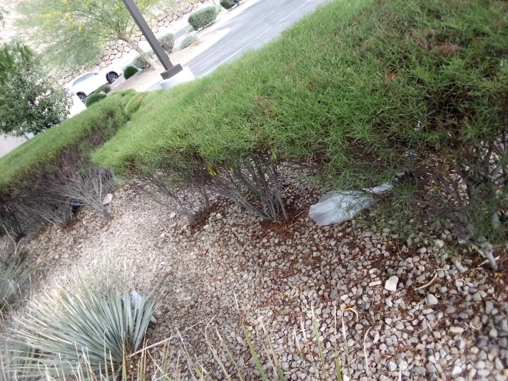 Local landscape design experts serving Las Vegas, NV - Thomas Tree care