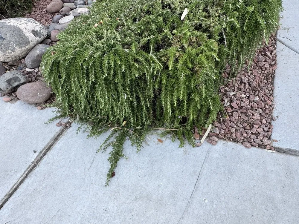 Expert outdoor landscaping for homes across Las Vegas, NV - Thomas Tree care