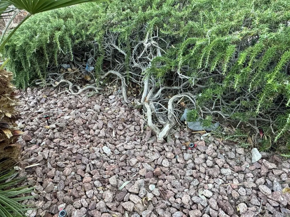 Professional landscaping services in Las Vegas, NV by Thomas Tree care