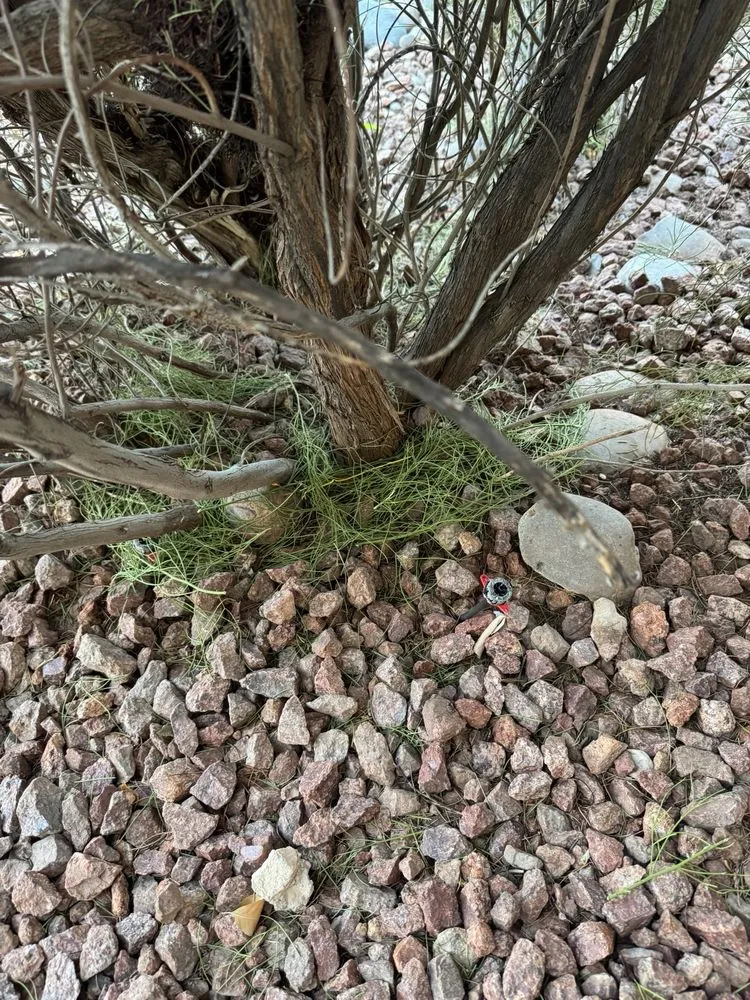 Affordable landscape installation in Las Vegas, NV by Thomas Tree care