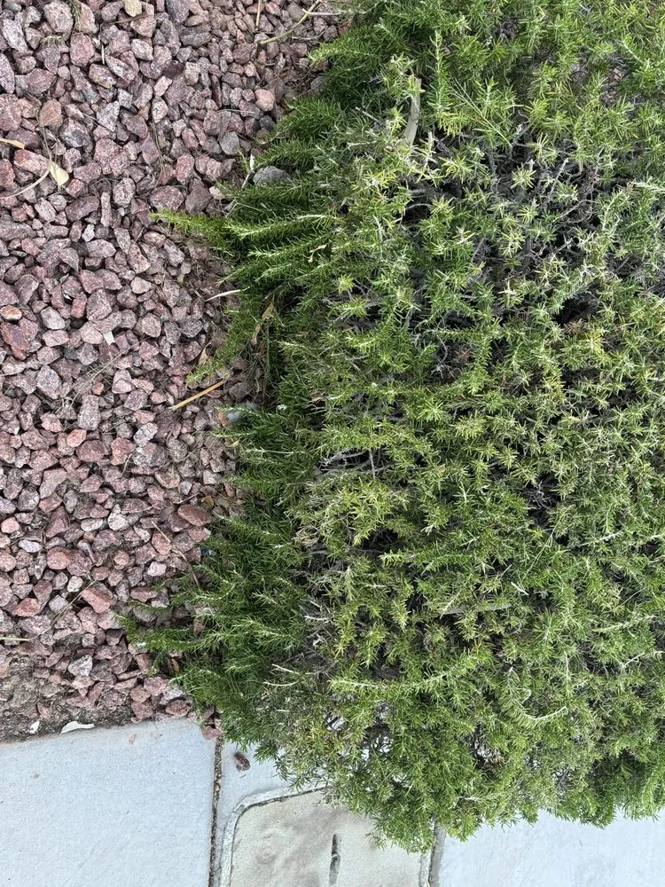 Top-rated landscape installation for residential properties in Las Vegas, NV by Thomas Tree care