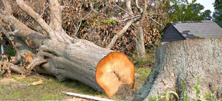 Local yard maintenance experts serving Tulsa, OK - Thomas Tree Service & Landscaping