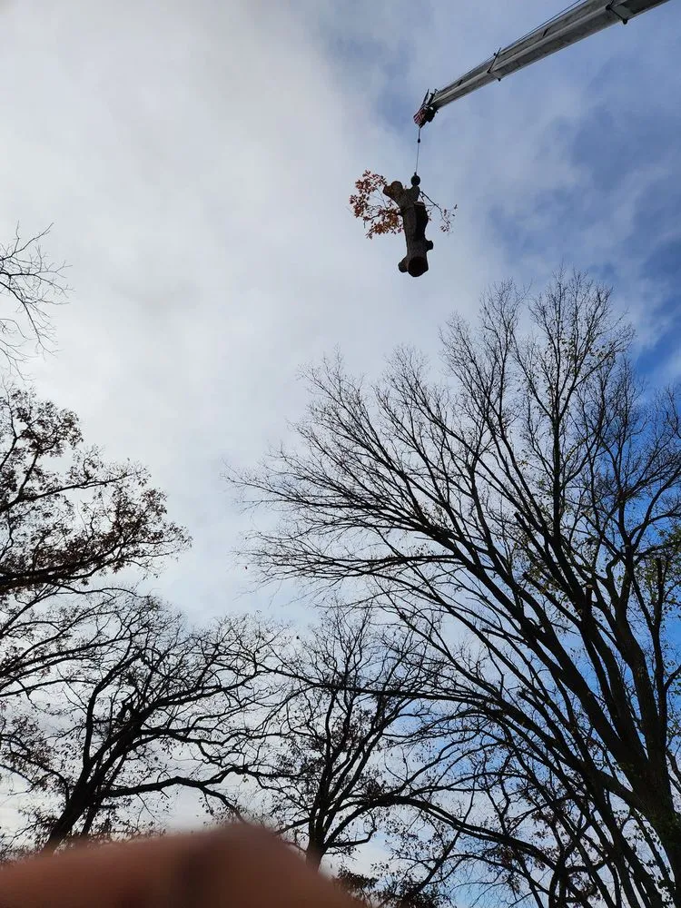 Expert yard cleanup service experts serving Versailles, MO - Thomas Tree Service