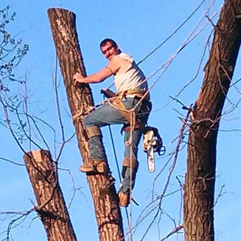 Trusted landscape installation for residential properties in Versailles, MO by Thomas Tree Service