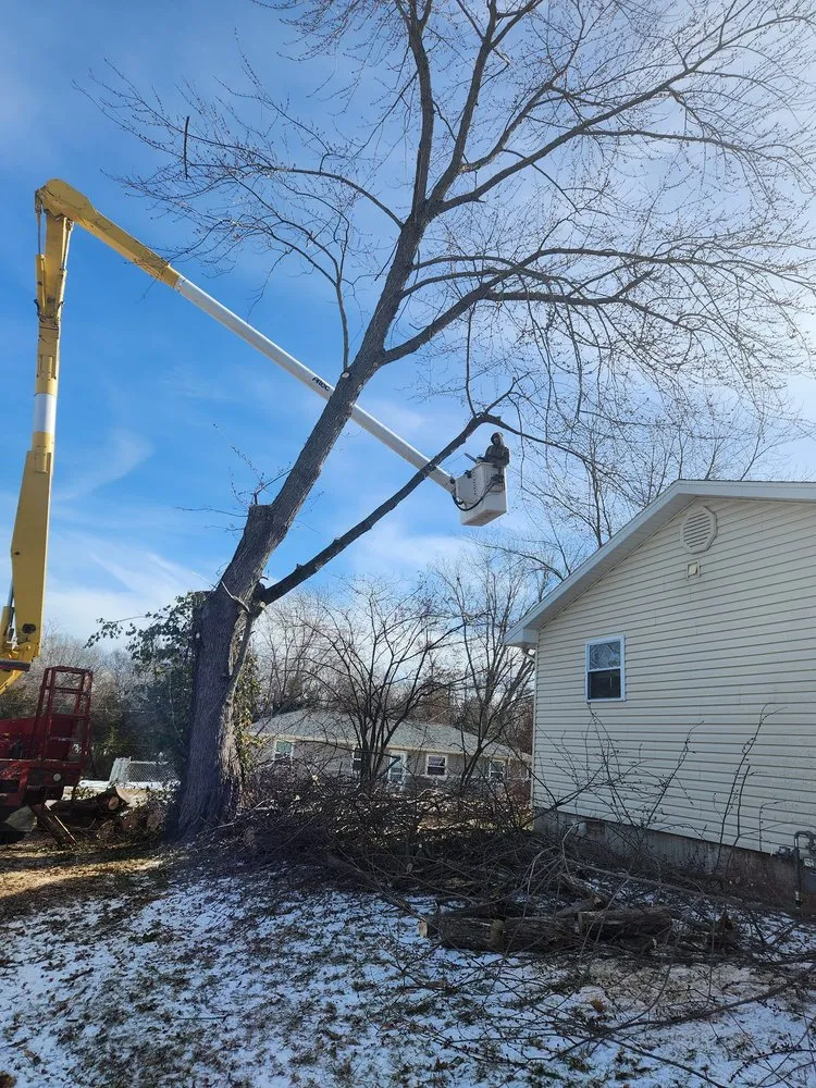 Top-rated lawn care service for residential properties in Versailles, MO by Thomas Tree Service