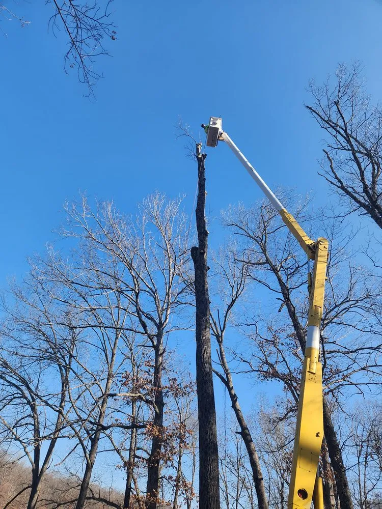 Top-rated outdoor landscaping in Versailles, MO - Thomas Tree Service