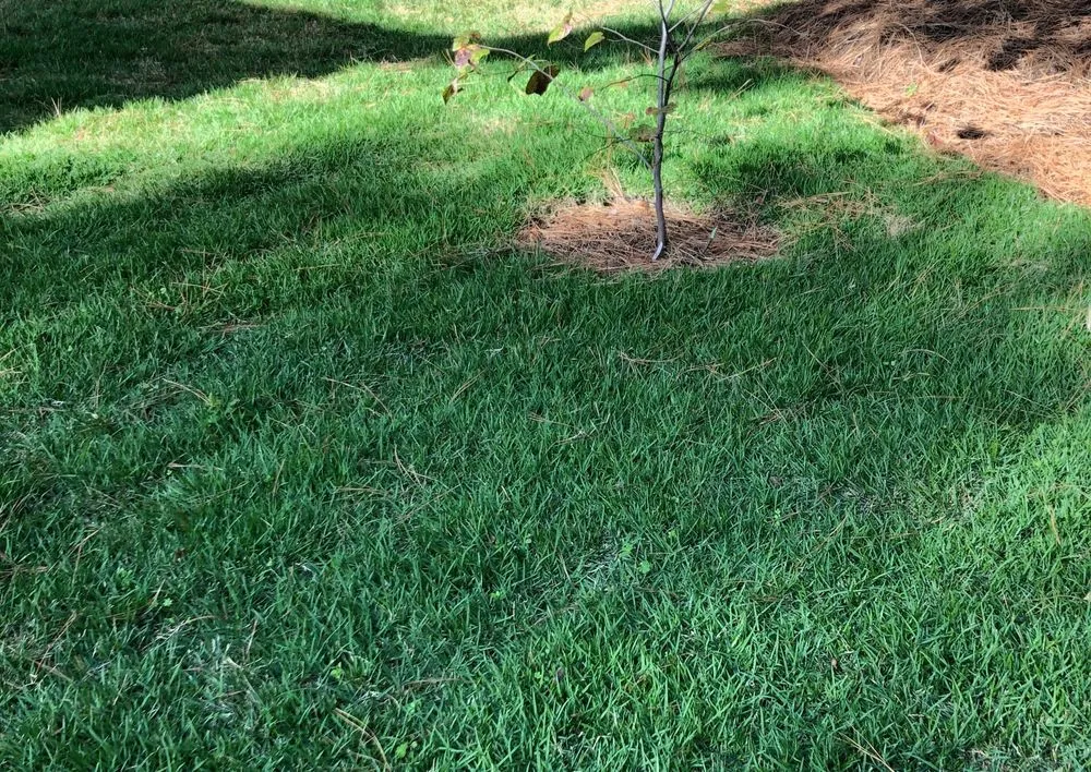 Affordable landscaping services for homes in New Braunfels, TX by Thomas Turfgrass