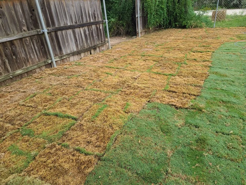 Top-rated garden landscaping in New Braunfels, TX by Thomas Turfgrass