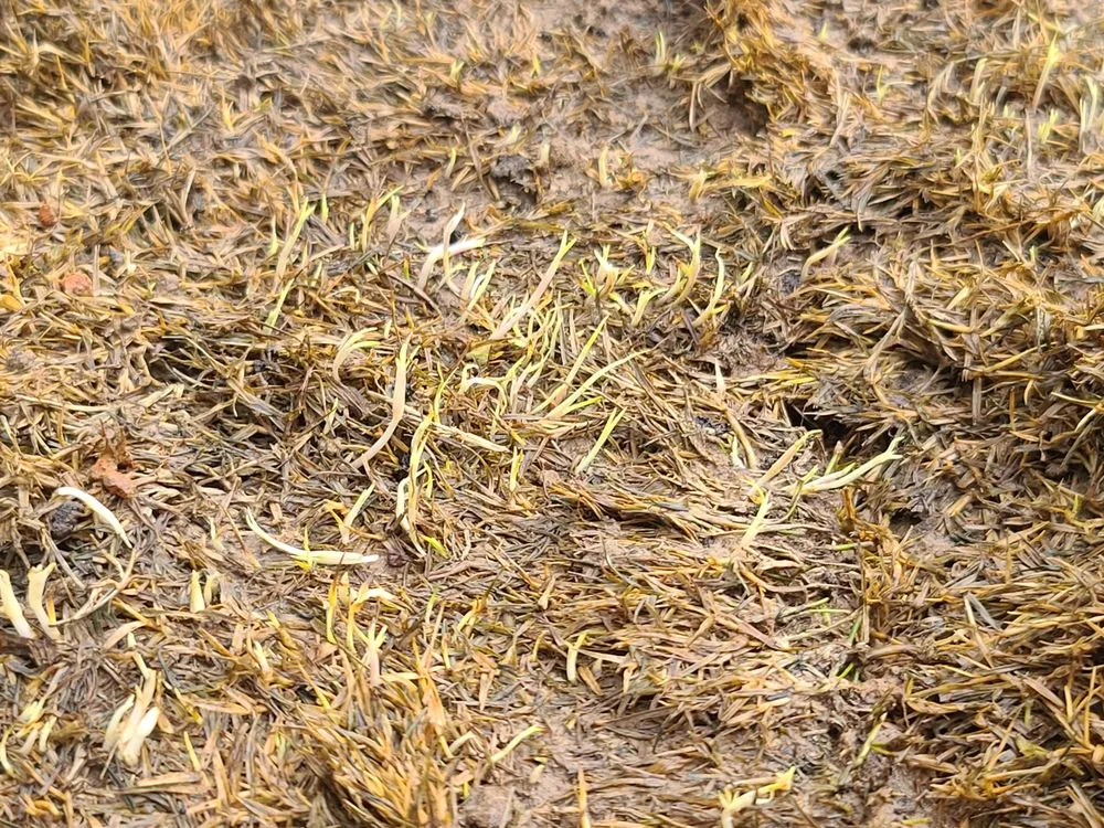 Reliable yard cleanup service with custom design across New Braunfels, TX - Thomas Turfgrass