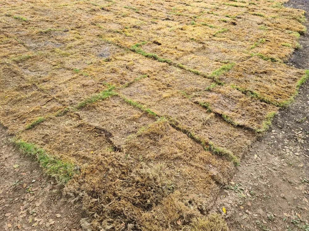 Affordable garden landscaping for outdoor upgrades in New Braunfels, TX by Thomas Turfgrass