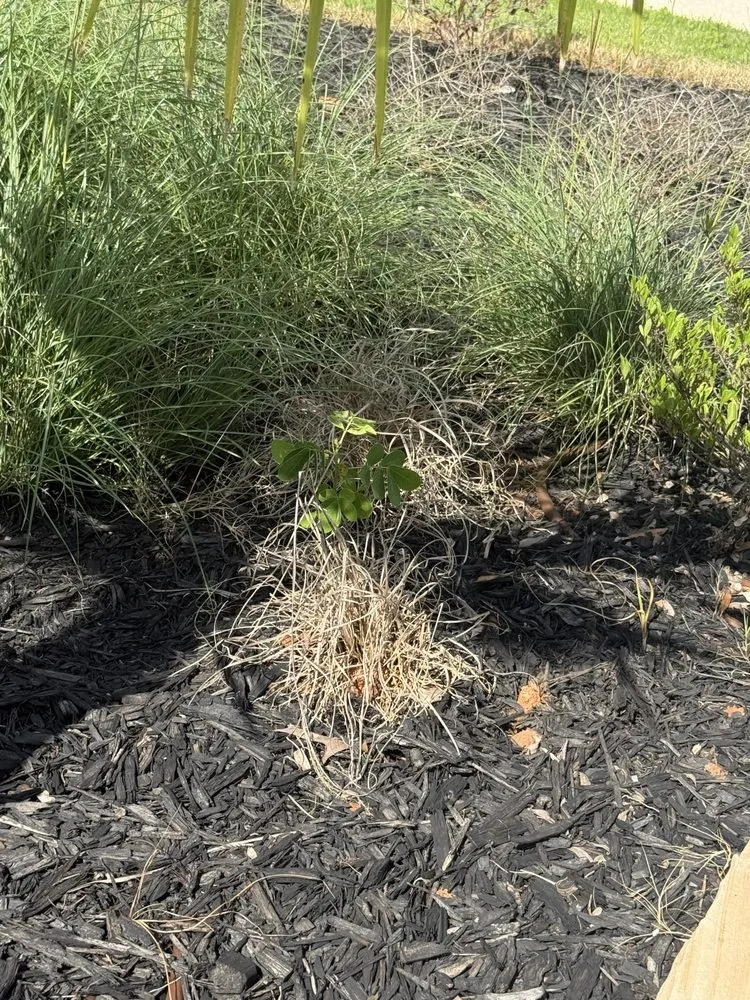 Top-rated garden landscaping in Cumming, GA - Thompson Landscaping Service