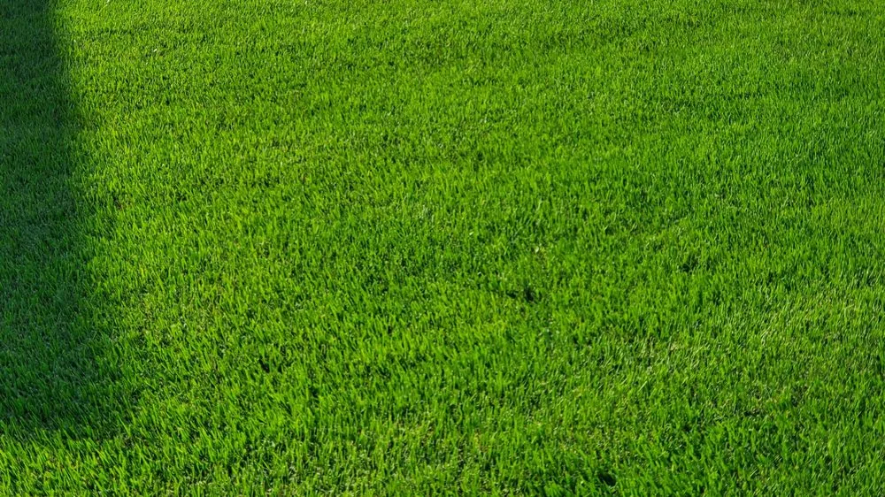 Affordable outdoor landscaping experts serving Evans, GA - Thompson Lawn and Sprinkler