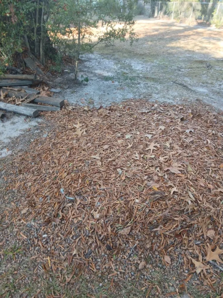 Professional lawn care service for year-round maintenance in Columbia, SC by Thompson Lawn Care