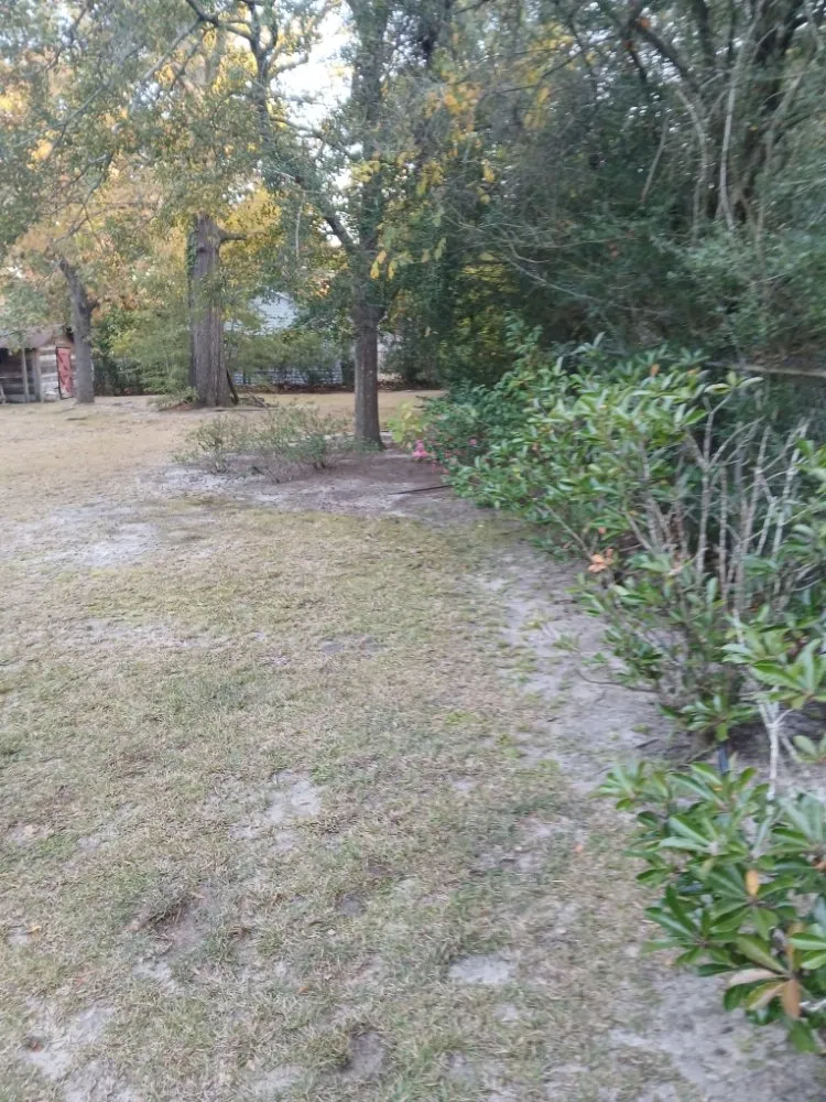 Local lawn care service in Columbia, SC by Thompson Lawn Care