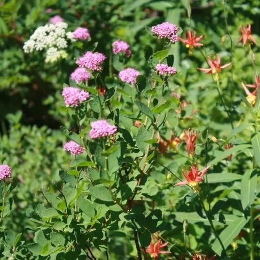 Affordable outdoor landscaping in Boise, ID by Thompson Lawn Service