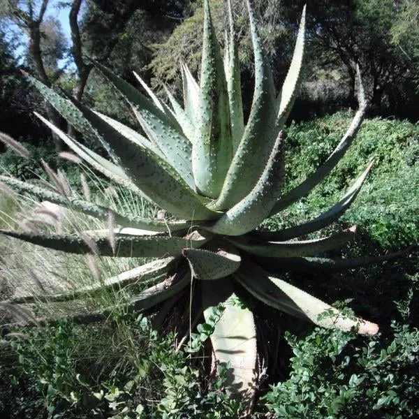 Trusted residential landscaping experts serving Boise, ID - Thompson Lawn Service