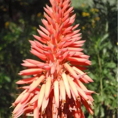 Thompson Lawn Service Logo