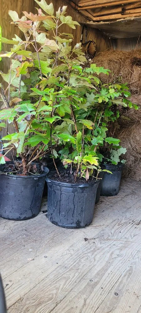 Affordable yard maintenance in Latta, SC - Thompson Moving Ground