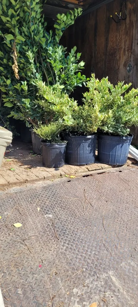 Affordable yard cleanup service in Latta, SC by Thompson Moving Ground