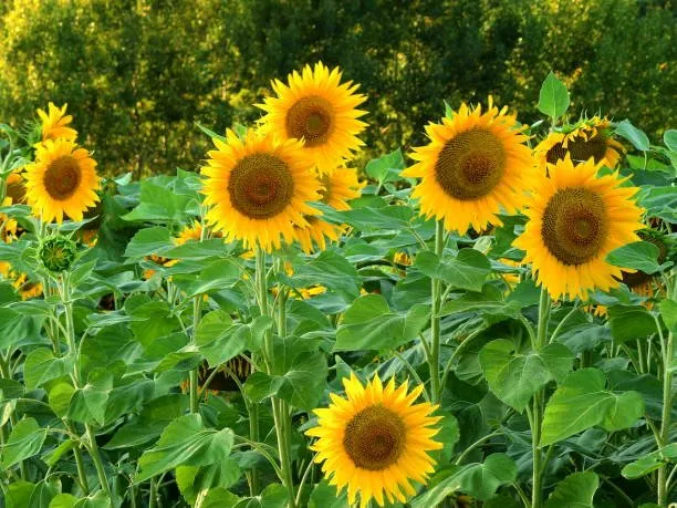 Reliable outdoor landscaping experts serving Edmond, OK - Thompson Outdoors