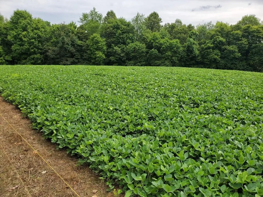 Local outdoor landscaping with custom design in Edmond, OK by Thompson Outdoors