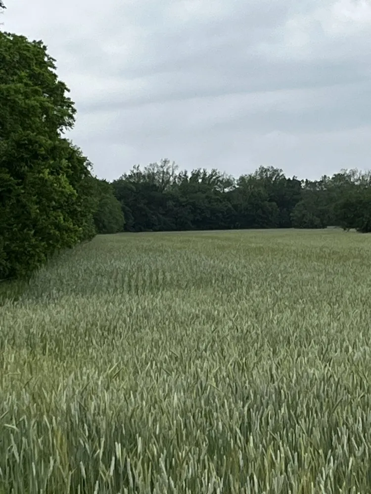 Top-rated garden landscaping in Edmond, OK - Thompson Outdoors