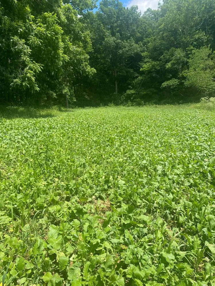 Reliable yard maintenance experts serving Edmond, OK - Thompson Outdoors