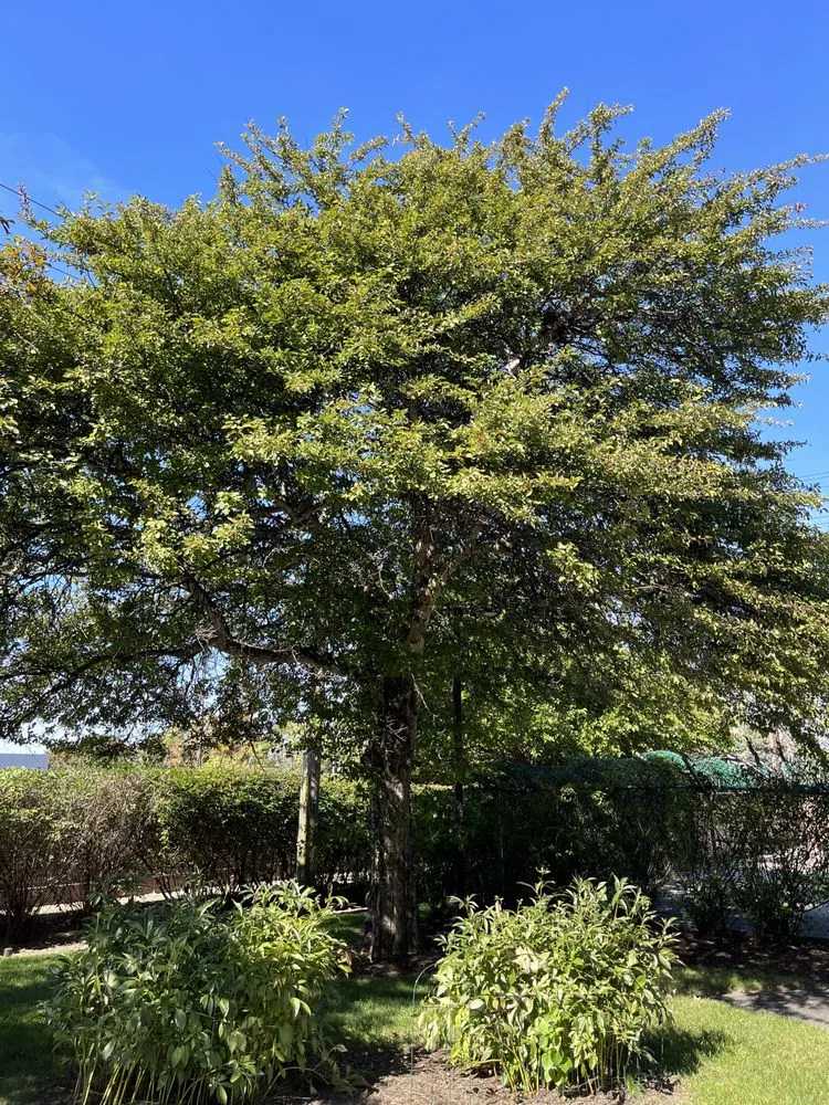 Local landscape design for homes in Schaumburg, IL by Thompson Tree Care & Consulting