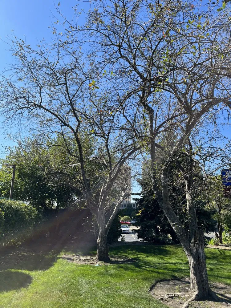 Affordable landscape design with custom design across Schaumburg, IL - Thompson Tree Care & Consulting